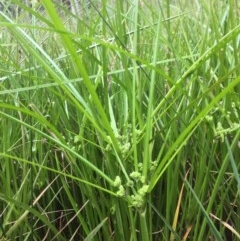 Cyperus eragrostis (Umbrella Sedge) at Belconnen, ACT - 28 Nov 2020 by JohnGiacon