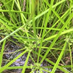 Cyperus eragrostis at Belconnen, ACT - 28 Nov 2020