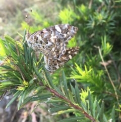 Vanessa kershawi (Australian Painted Lady) at Hughes, ACT - 30 Nov 2020 by Tapirlord