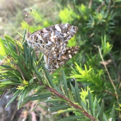 Vanessa kershawi (Australian Painted Lady) at Hughes Garran Woodland - 29 Nov 2020 by Tapirlord