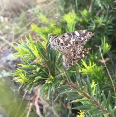 Vanessa kershawi at Hughes, ACT - 30 Nov 2020 07:59 AM