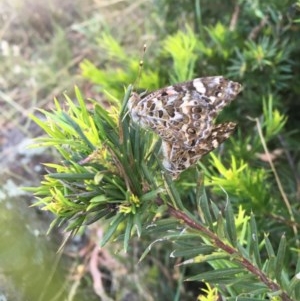 Vanessa kershawi at Hughes, ACT - 30 Nov 2020 07:59 AM