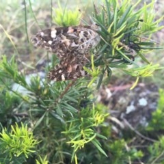 Vanessa kershawi at Hughes, ACT - 30 Nov 2020 07:59 AM