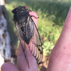 Psaltoda moerens (Redeye cicada) at Hughes Garran Woodland - 29 Nov 2020 by Tapirlord