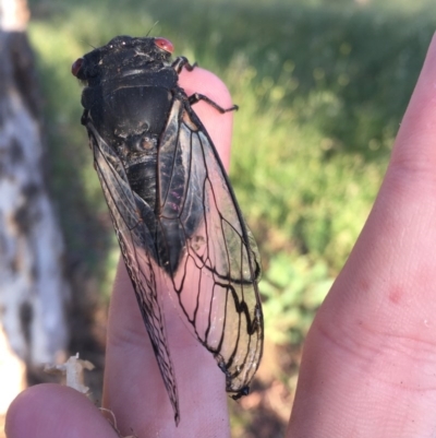 Psaltoda moerens (Redeye cicada) at Hughes Garran Woodland - 29 Nov 2020 by Tapirlord