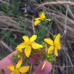 Hypericum perforatum (St John's Wort) at Garran, ACT - 30 Nov 2020 by Tapirlord