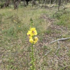 Verbascum virgatum (Green Mullein) at Mount Majura - 29 Nov 2020 by abread111