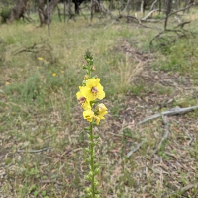 Verbascum virgatum (Green Mullein) at Mount Majura - 29 Nov 2020 by abread111