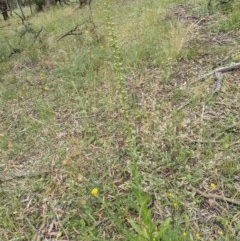 Verbascum virgatum at Downer, ACT - 29 Nov 2020