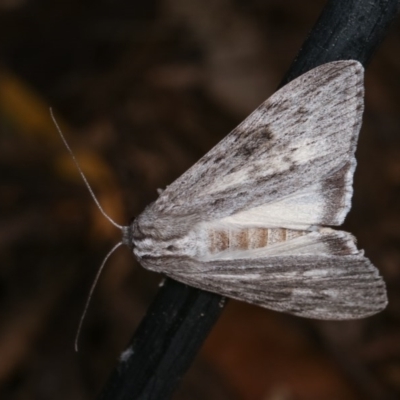 Capusa senilis (Black-banded Wedge-moth) at Melba, ACT - 13 Nov 2020 by kasiaaus