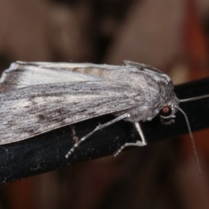 Capusa senilis at Melba, ACT - 13 Nov 2020 12:54 PM