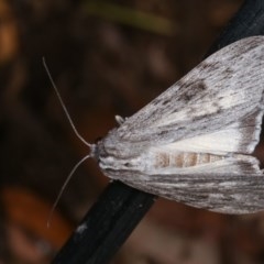 Capusa senilis at Melba, ACT - 13 Nov 2020