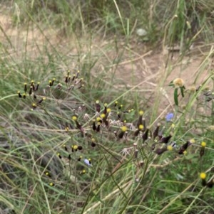 Senecio microbasis at Downer, ACT - 29 Nov 2020 01:15 PM