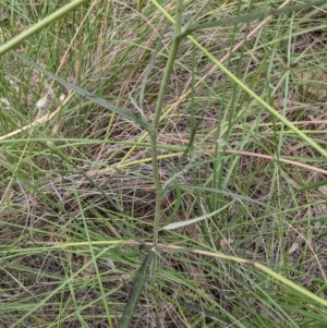 Senecio microbasis at Downer, ACT - 29 Nov 2020 01:15 PM