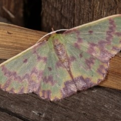 Prasinocyma rhodocosma at Melba, ACT - 13 Nov 2020