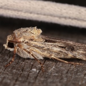 Agrotis munda at Melba, ACT - 13 Nov 2020