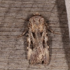 Agrotis munda at Melba, ACT - 13 Nov 2020