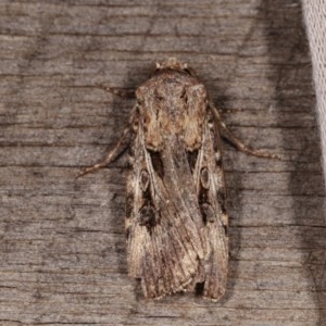 Agrotis munda at Melba, ACT - 13 Nov 2020