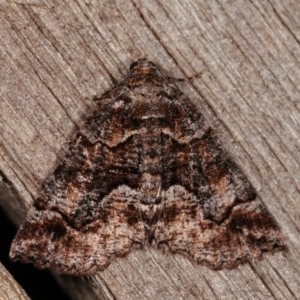 Gastrina cristaria at Melba, ACT - 13 Nov 2020 01:53 PM