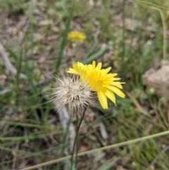 Microseris walteri (Yam Daisy, Murnong) at Downer, ACT - 29 Nov 2020 by abread111