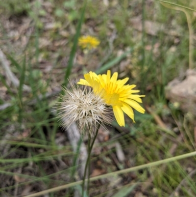 Microseris walteri (Yam Daisy, Murnong) at Downer, ACT - 30 Nov 2020 by abread111