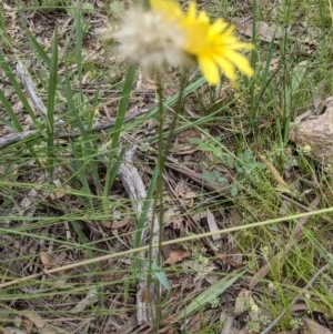 Microseris walteri at Downer, ACT - 30 Nov 2020