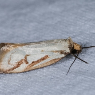 Philobota cretacea (A concealer moth) at Melba, ACT - 13 Nov 2020 by kasiaaus
