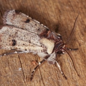 Agrotis porphyricollis at Melba, ACT - 13 Nov 2020