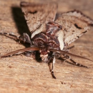 Agrotis porphyricollis at Melba, ACT - 13 Nov 2020