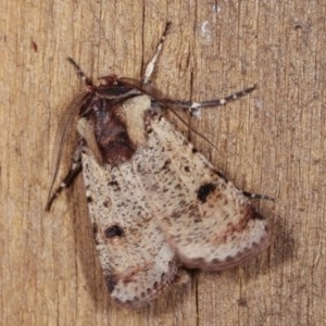 Agrotis porphyricollis at Melba, ACT - 13 Nov 2020