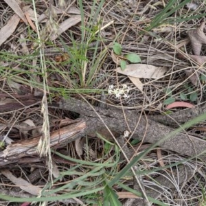 Stackhousia monogyna at Downer, ACT - 30 Nov 2020