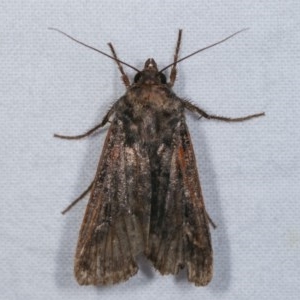 Agrotis infusa at Melba, ACT - 13 Nov 2020 02:00 PM