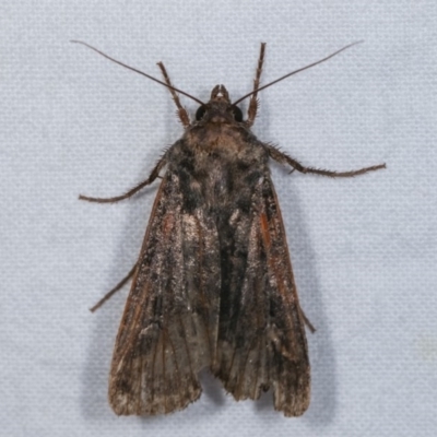 Agrotis infusa (Bogong Moth, Common Cutworm) at Melba, ACT - 13 Nov 2020 by kasiaaus