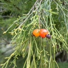 Exocarpos cupressiformis (Cherry Ballart) at Mount Majura - 2 Dec 2020 by abread111