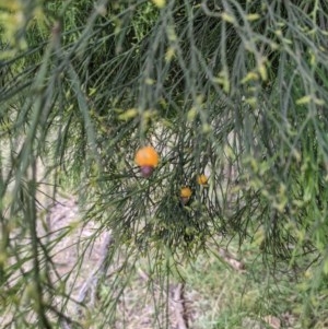 Exocarpos cupressiformis at Downer, ACT - 3 Dec 2020