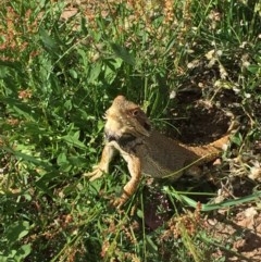 Pogona barbata (Eastern Bearded Dragon) at Hackett, ACT - 29 Nov 2020 by WalterEgo