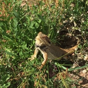 Pogona barbata at Hackett, ACT - 30 Nov 2020