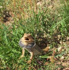 Pogona barbata at Hackett, ACT - 30 Nov 2020