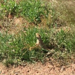 Pogona barbata at Hackett, ACT - 30 Nov 2020