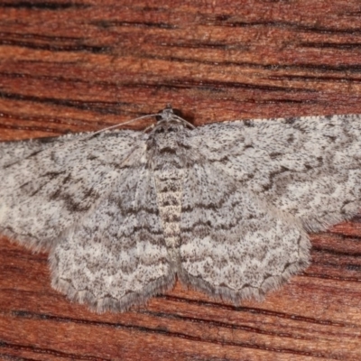 Psilosticha absorpta (Fine-waved Bark Moth) at Melba, ACT - 13 Nov 2020 by kasiaaus