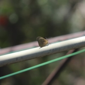 Heteronympha merope at Cook, ACT - 26 Nov 2020 11:59 PM