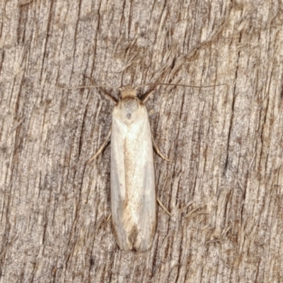 Philobota productella (Pasture Tunnel Moth) at Melba, ACT - 13 Nov 2020 by kasiaaus