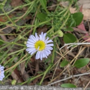 Brachyscome rigidula at Majura, ACT - 29 Nov 2020