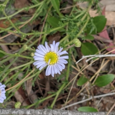 Brachyscome rigidula (Hairy Cut-leaf Daisy) at Majura, ACT - 29 Nov 2020 by abread111