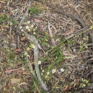 Brachyscome rigidula at Majura, ACT - 29 Nov 2020 01:10 PM