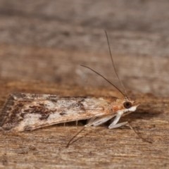 Achyra affinitalis (Cotton Web Spinner, Pyraustinae) at Melba, ACT - 13 Nov 2020 by kasiaaus