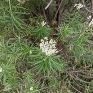 Cassinia longifolia at Hackett, ACT - 29 Nov 2020 11:36 PM