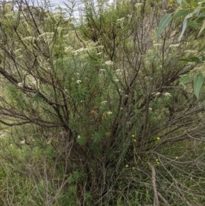 Cassinia longifolia at Hackett, ACT - 29 Nov 2020 11:36 PM