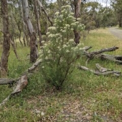 Cassinia longifolia at Hackett, ACT - 29 Nov 2020 11:36 PM