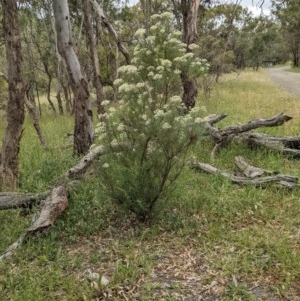 Cassinia longifolia at Hackett, ACT - 29 Nov 2020 11:36 PM